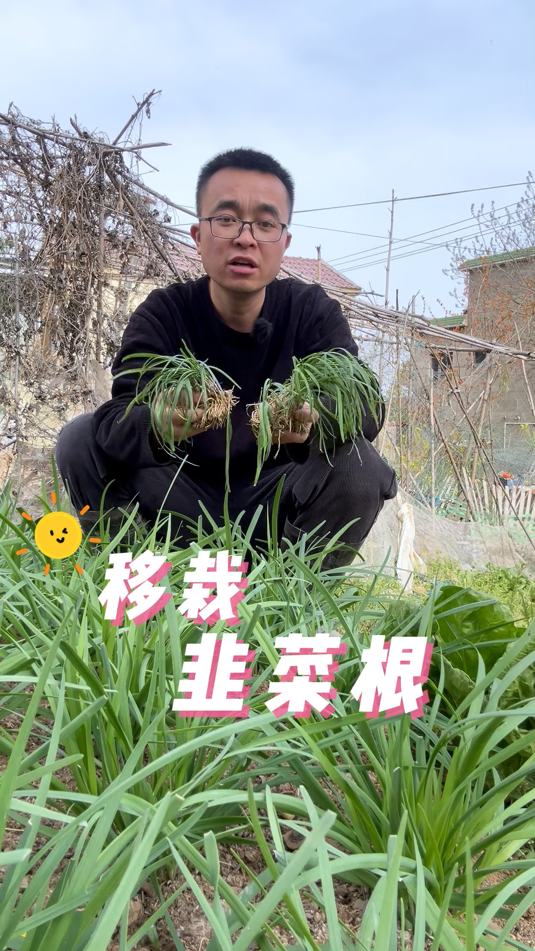 韭菜根怎么移栽存活快,生长粗壮?