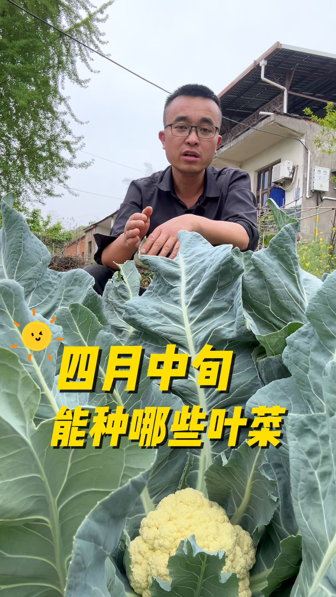 4月中旬能种哪些叶菜?