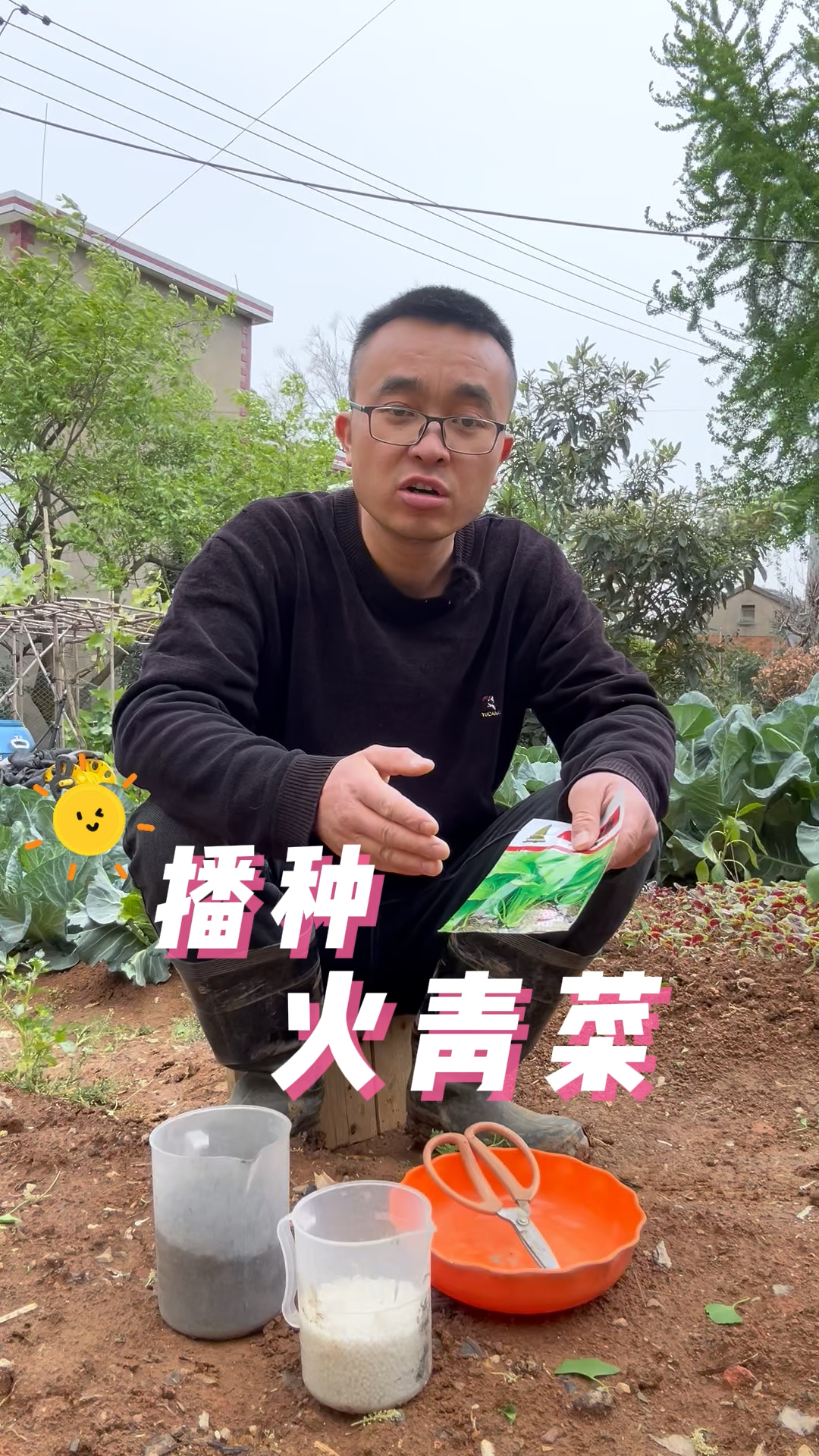 火青菜怎么播种?出苗快?播种青梗菜