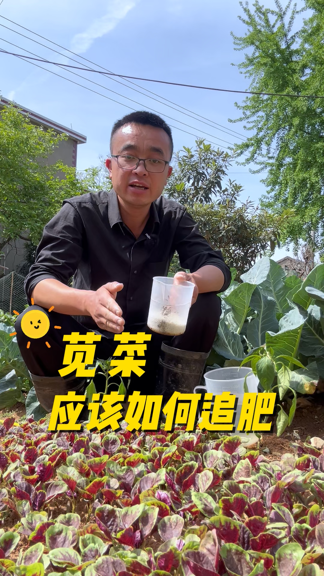 苋菜应该如何追肥,才能生长鲜嫩,口感好?