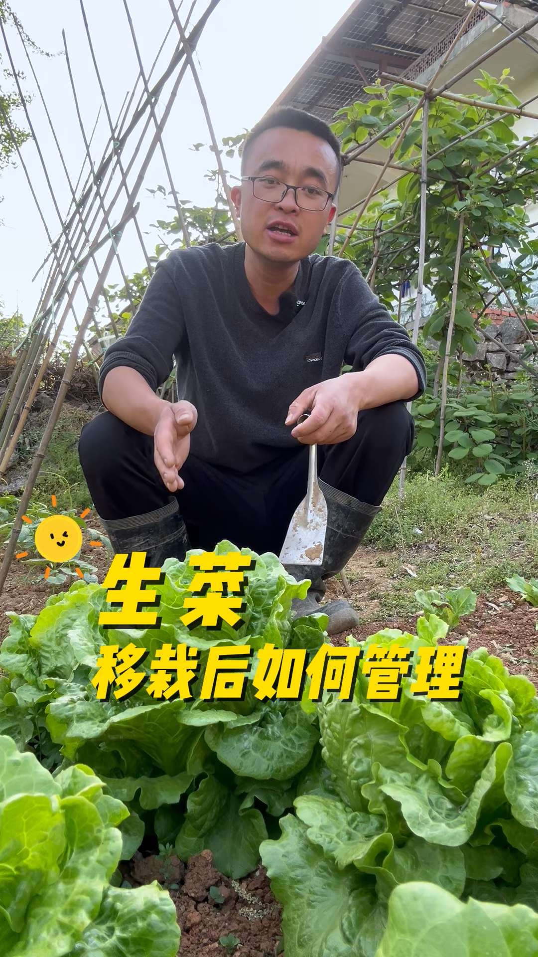 生菜移栽后如何管理才能生长的又快又好?