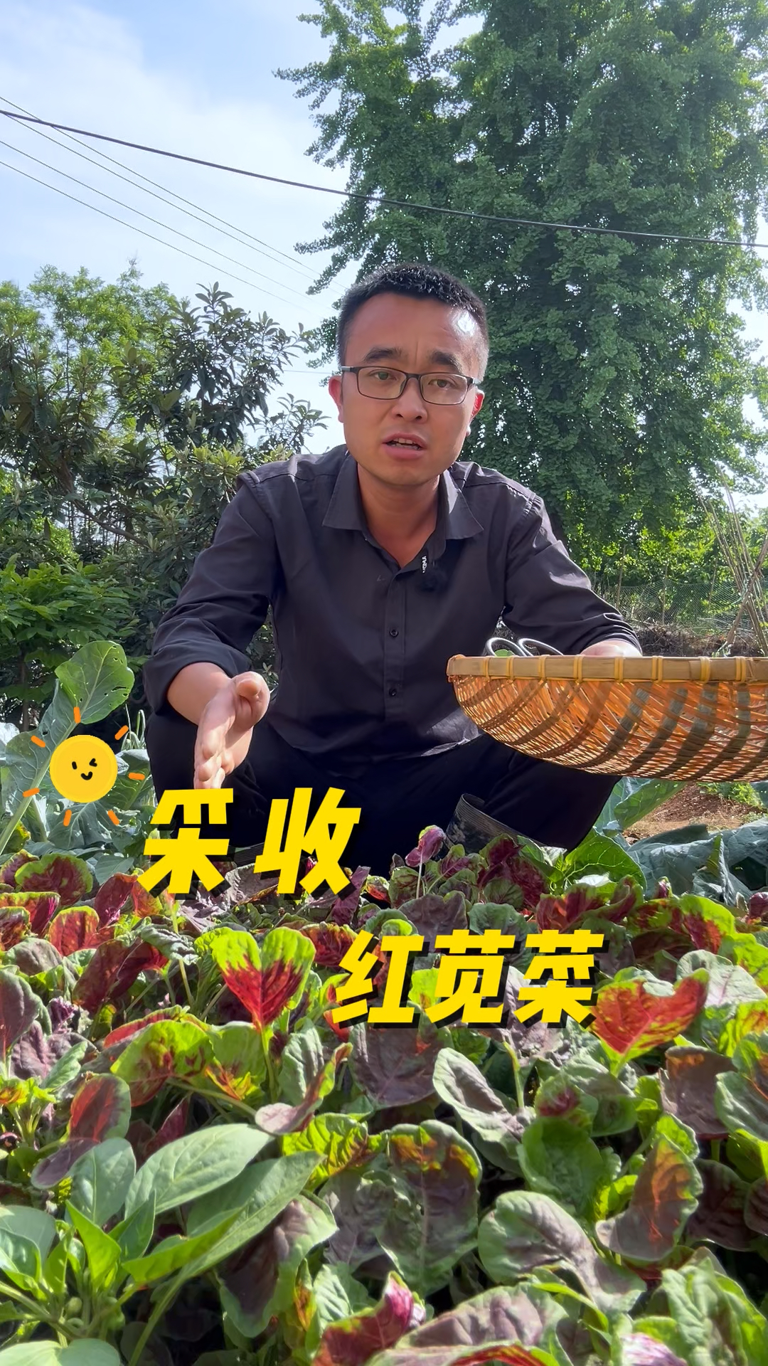 苋菜种植40天,赶紧采收起来,采收苋菜