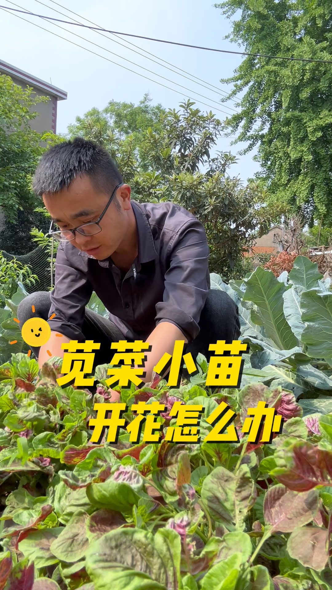 苋菜小苗开花怎么办?苋菜为什么会早开花?