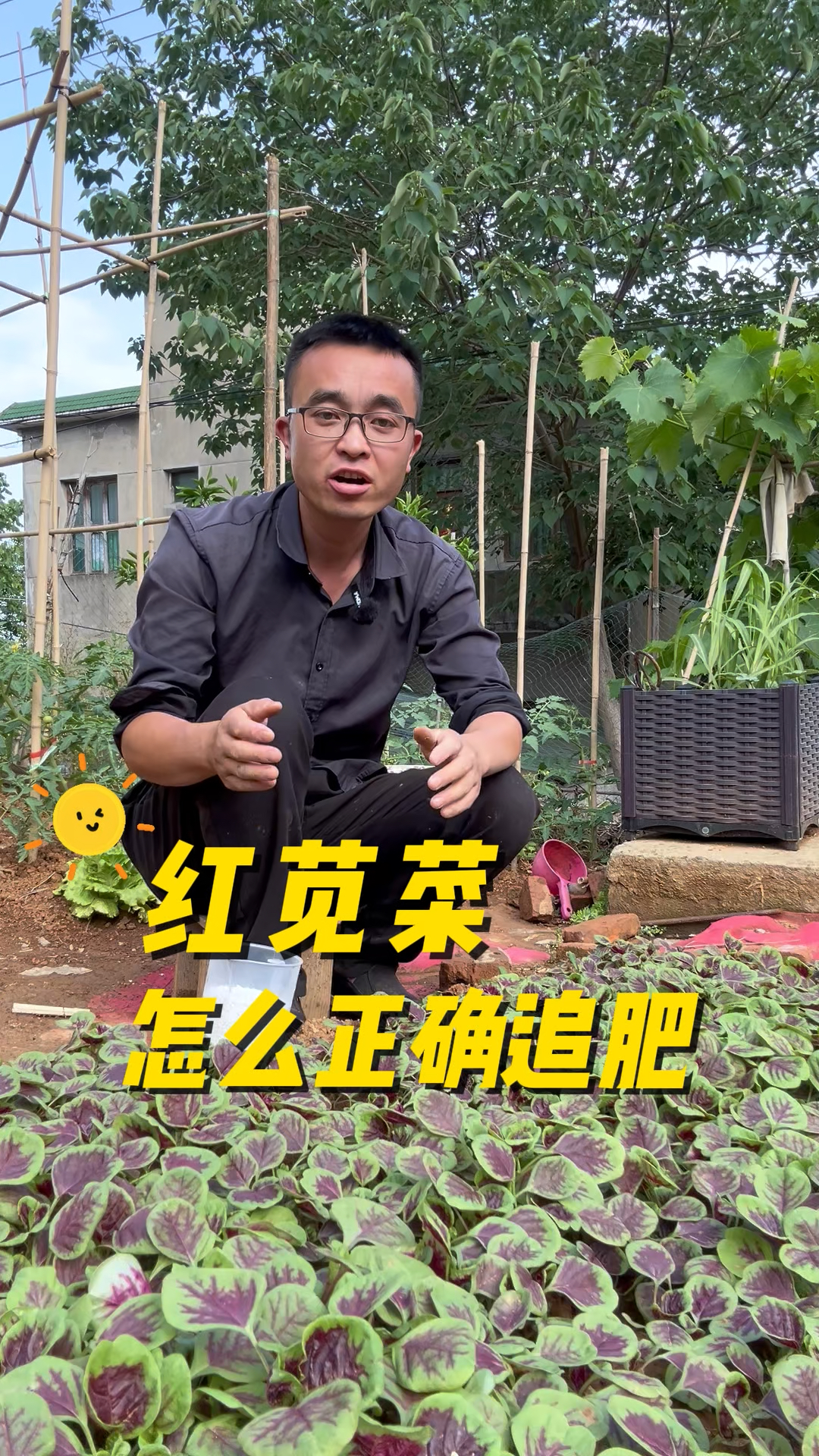 红苋菜怎么正确追肥?