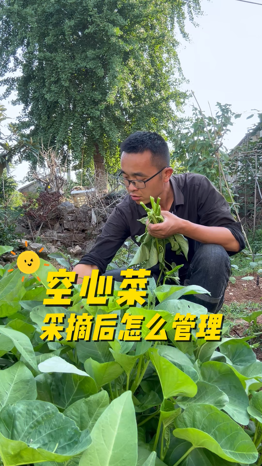 空心菜采摘后怎么管理?才能生长快速，口感鲜嫩！