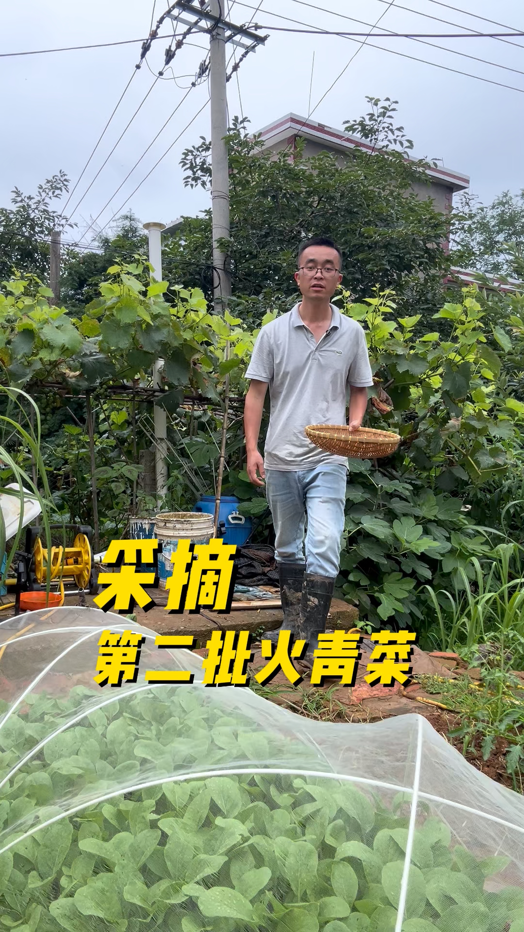 生长20天的小青菜,采收第二批火青菜