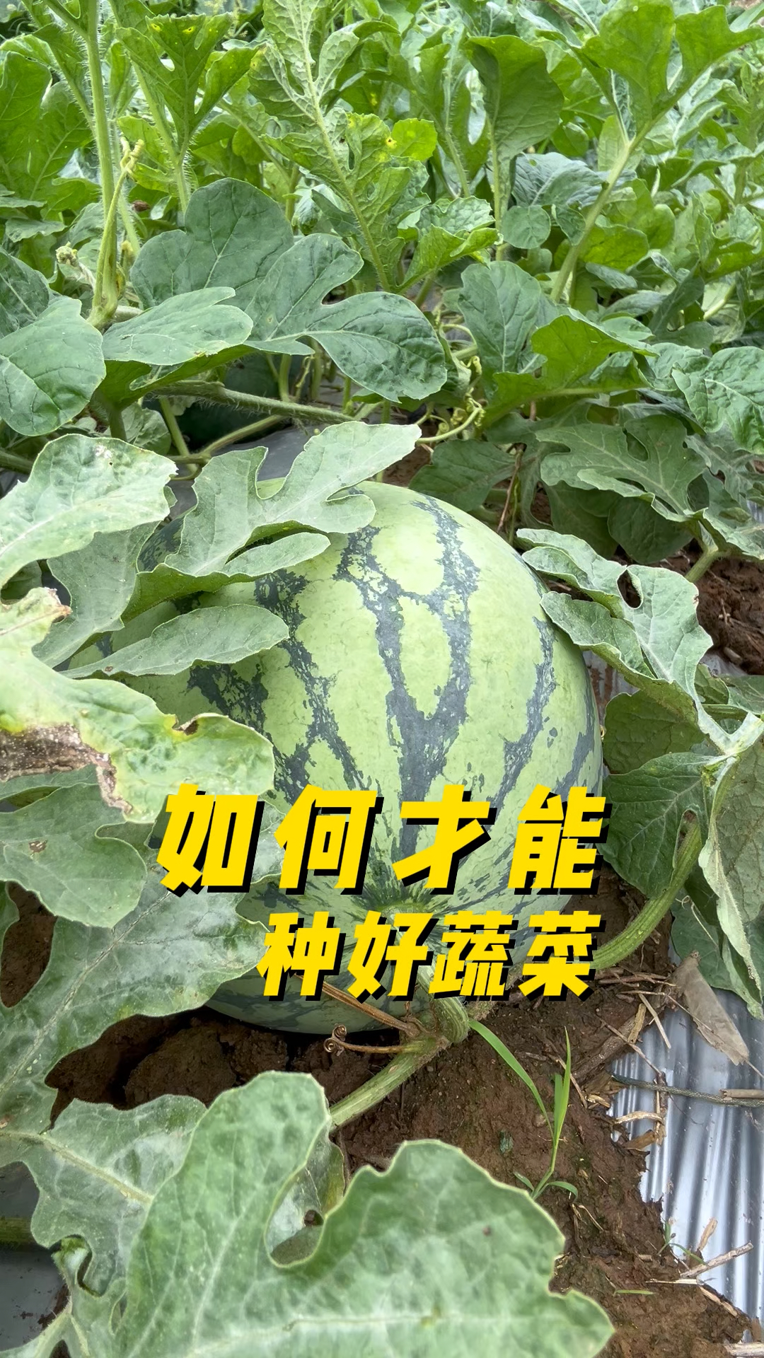 如何才能种好菜?种菜基础方法#种菜 #绿色蔬菜 #种植小技巧