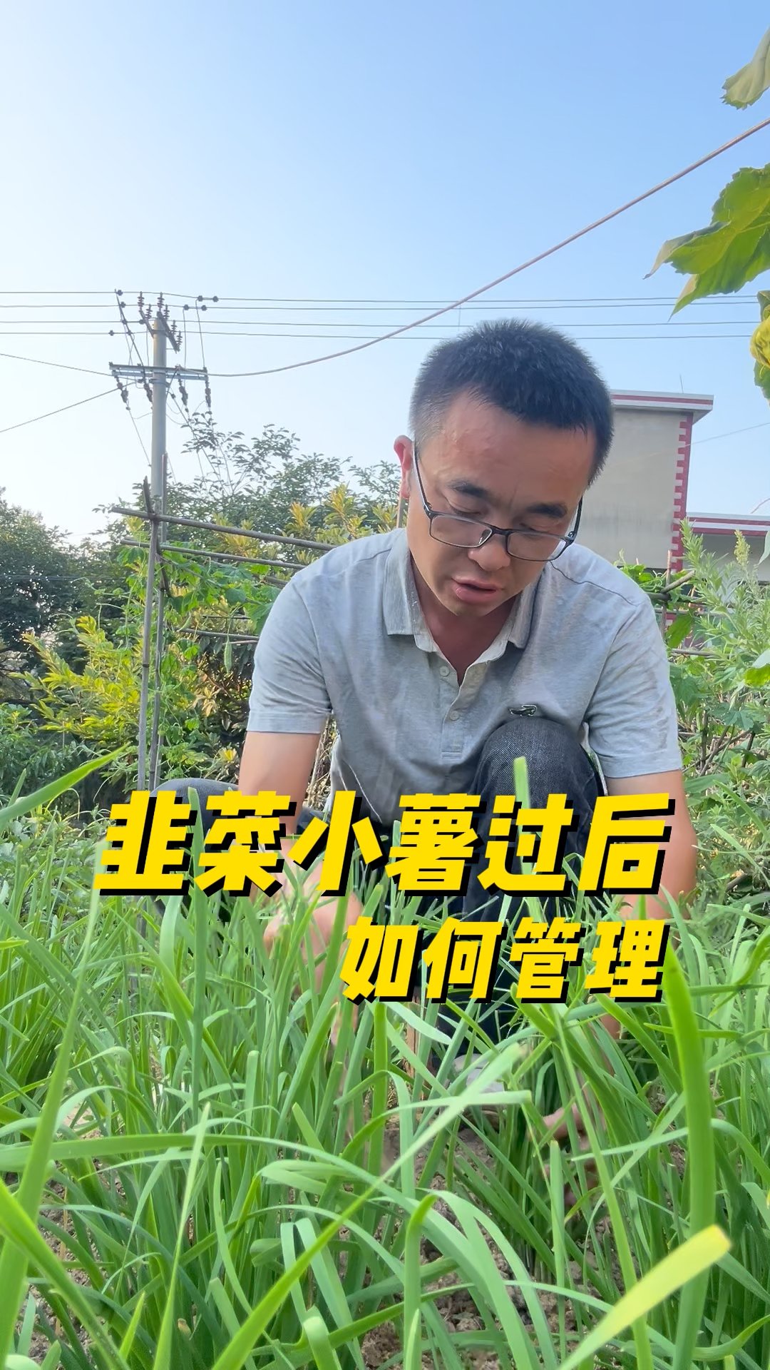 小薯过后韭菜如何管理，才能生长的油绿粗壮?