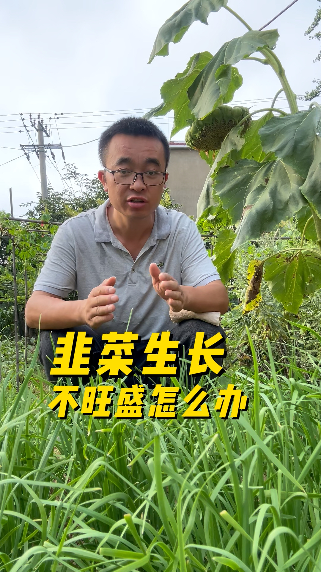韭菜生长不旺盛怎么办?韭菜怎样管理才能生长旺盛?