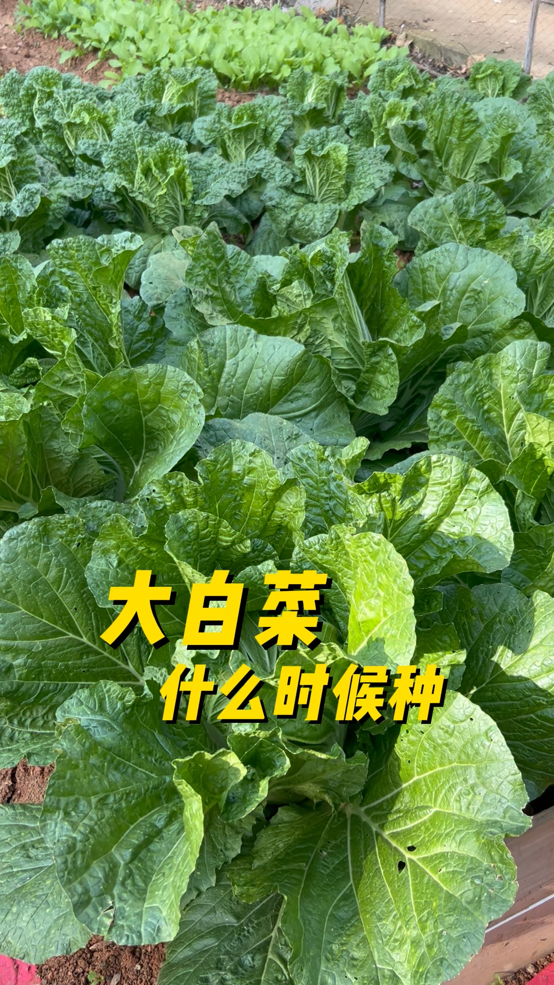 大白菜怎么种?什么时候种?