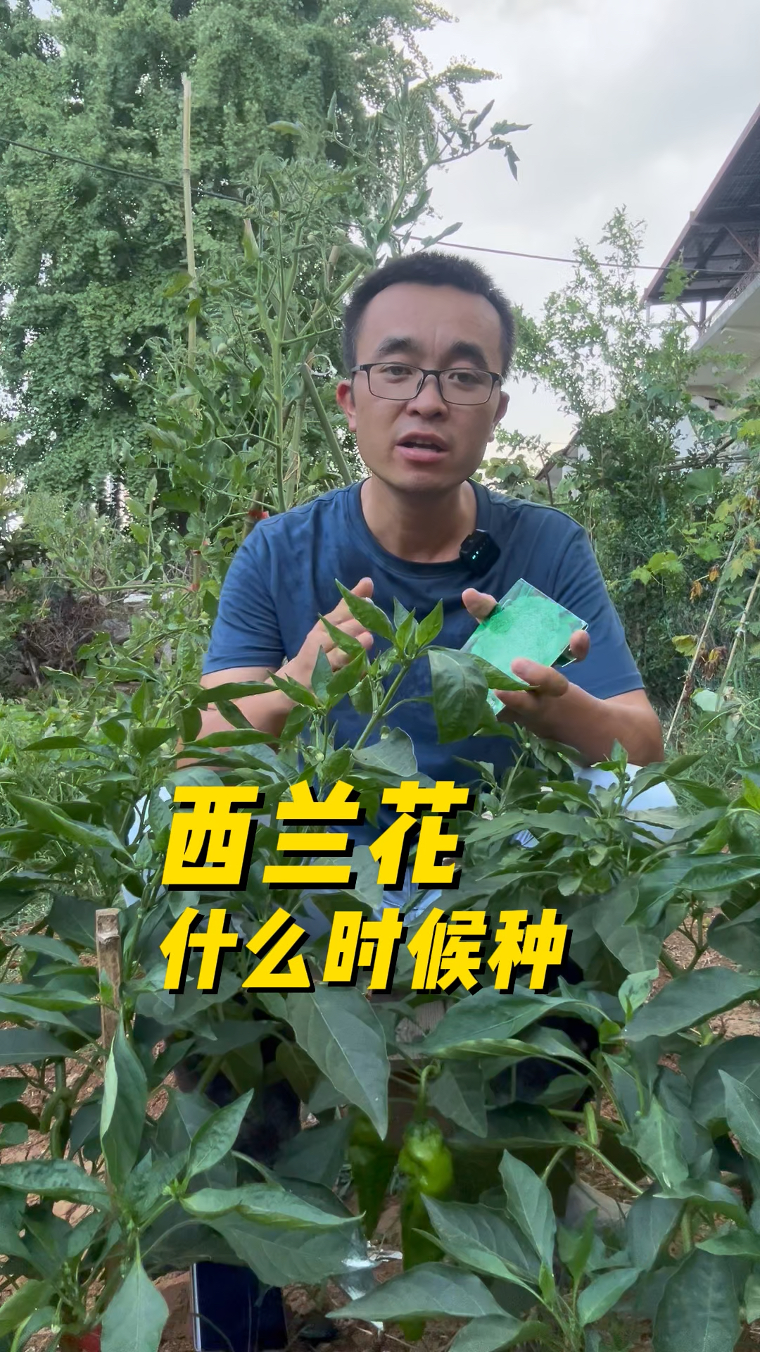 西兰花什么时候种?怎么种?