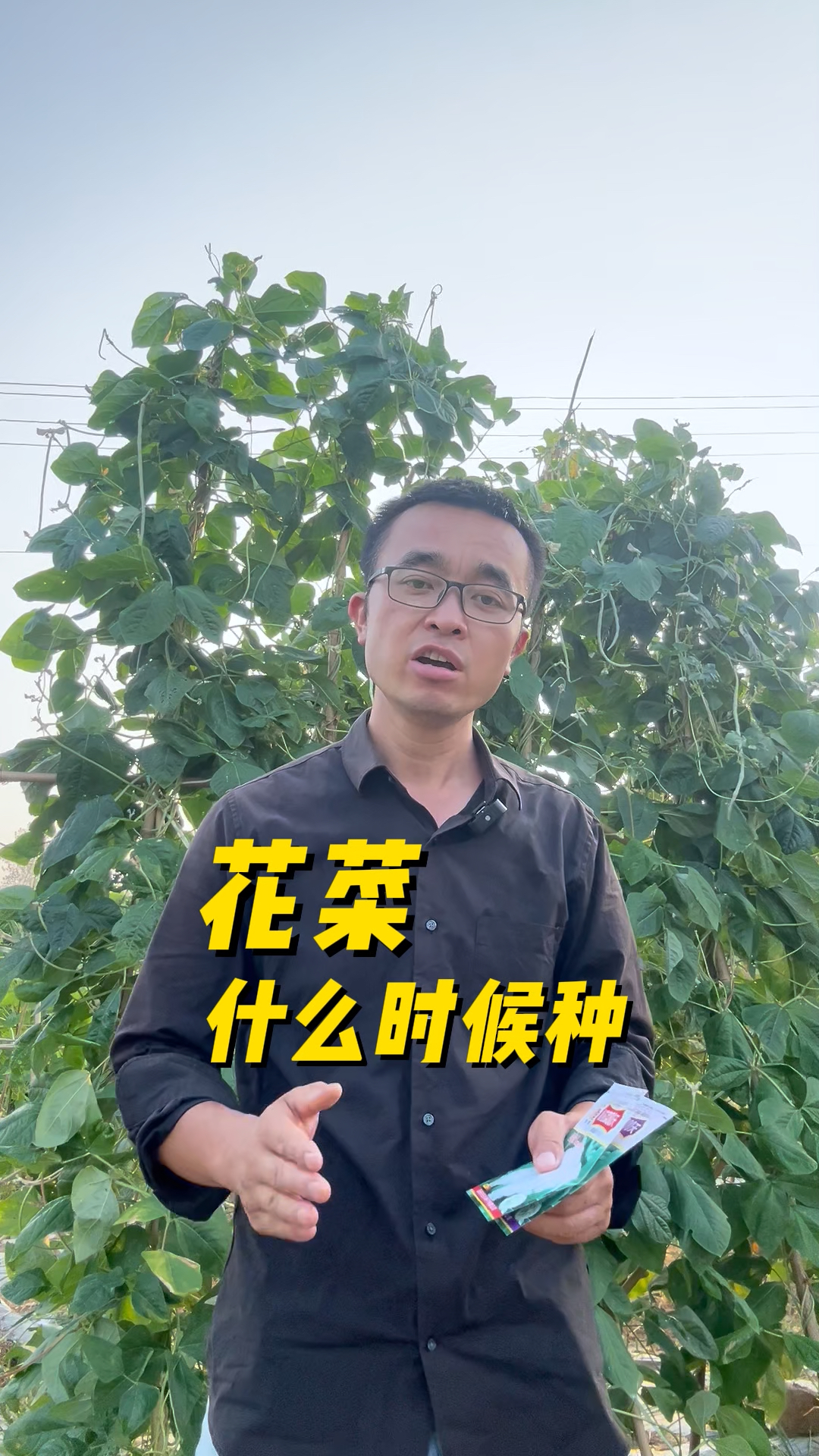 花菜什么时候种? 怎么种?