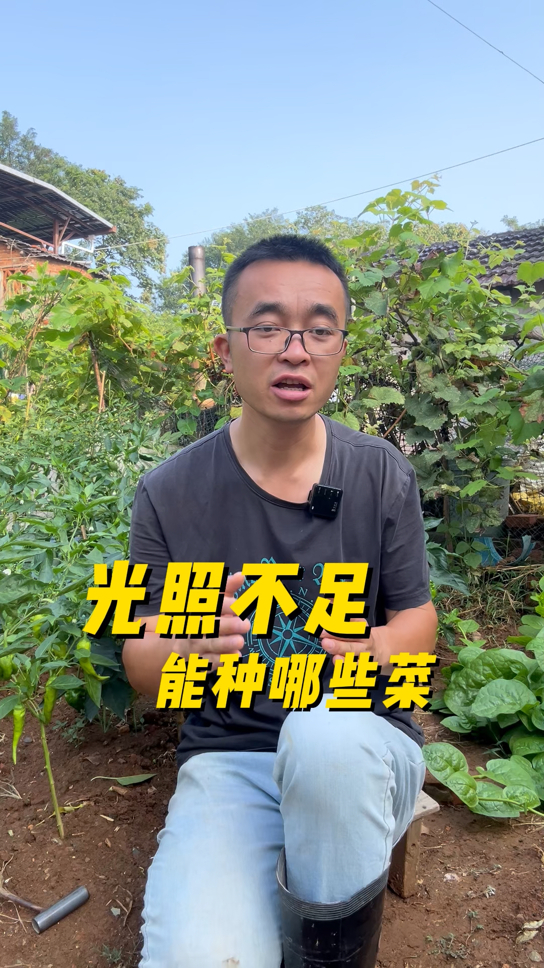 树荫下，光照不足的地方能种哪些蔬菜?