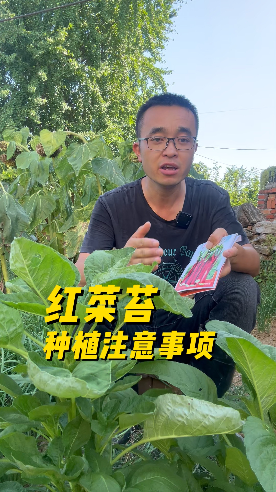 红菜苔种植注意事项有哪些?
