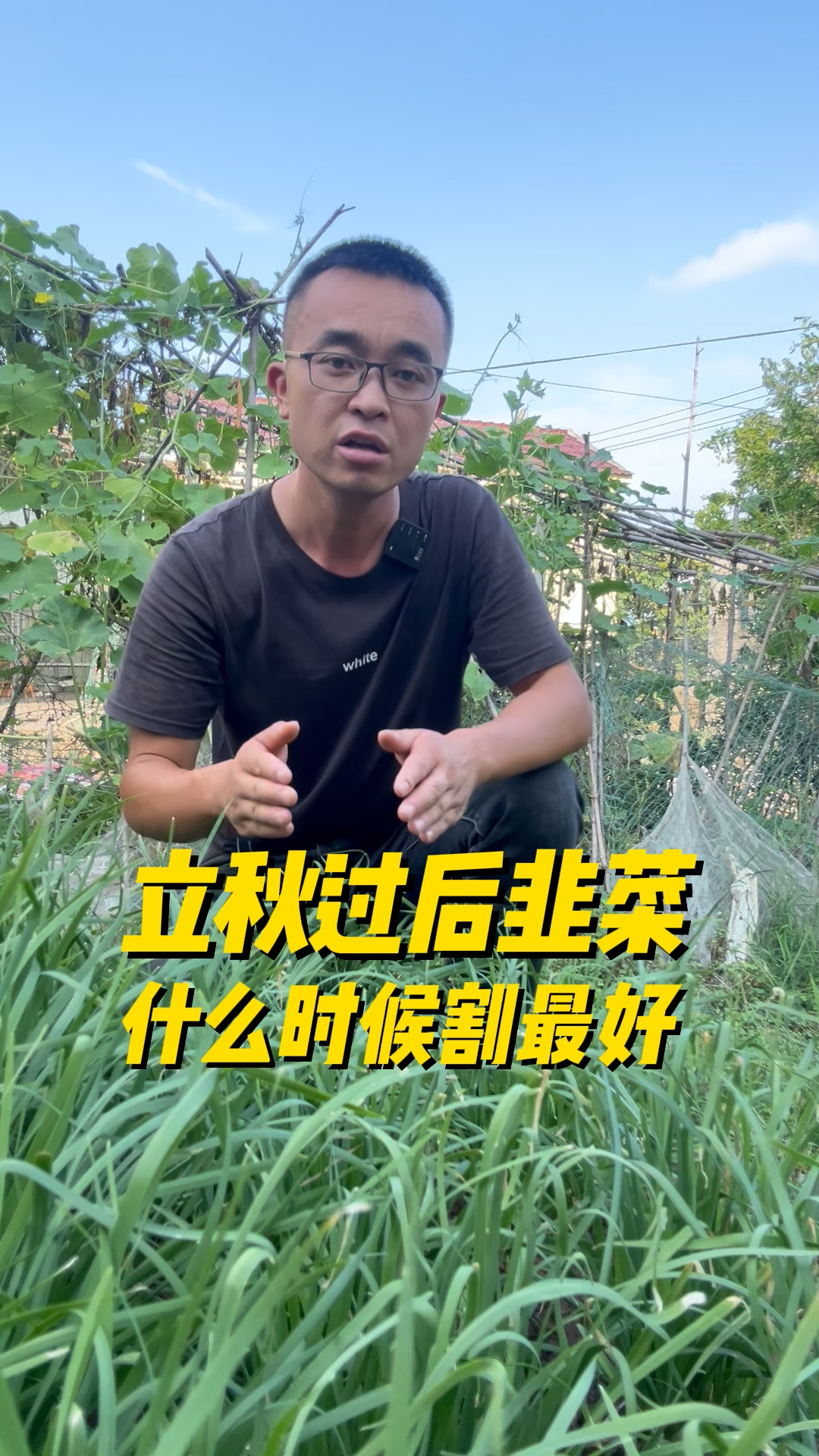立秋过后,韭菜什么时候割,口感最好?