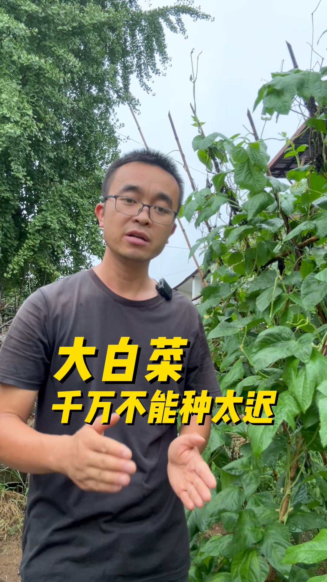 大白菜为什么不能种太迟了?什么时候种最合适?