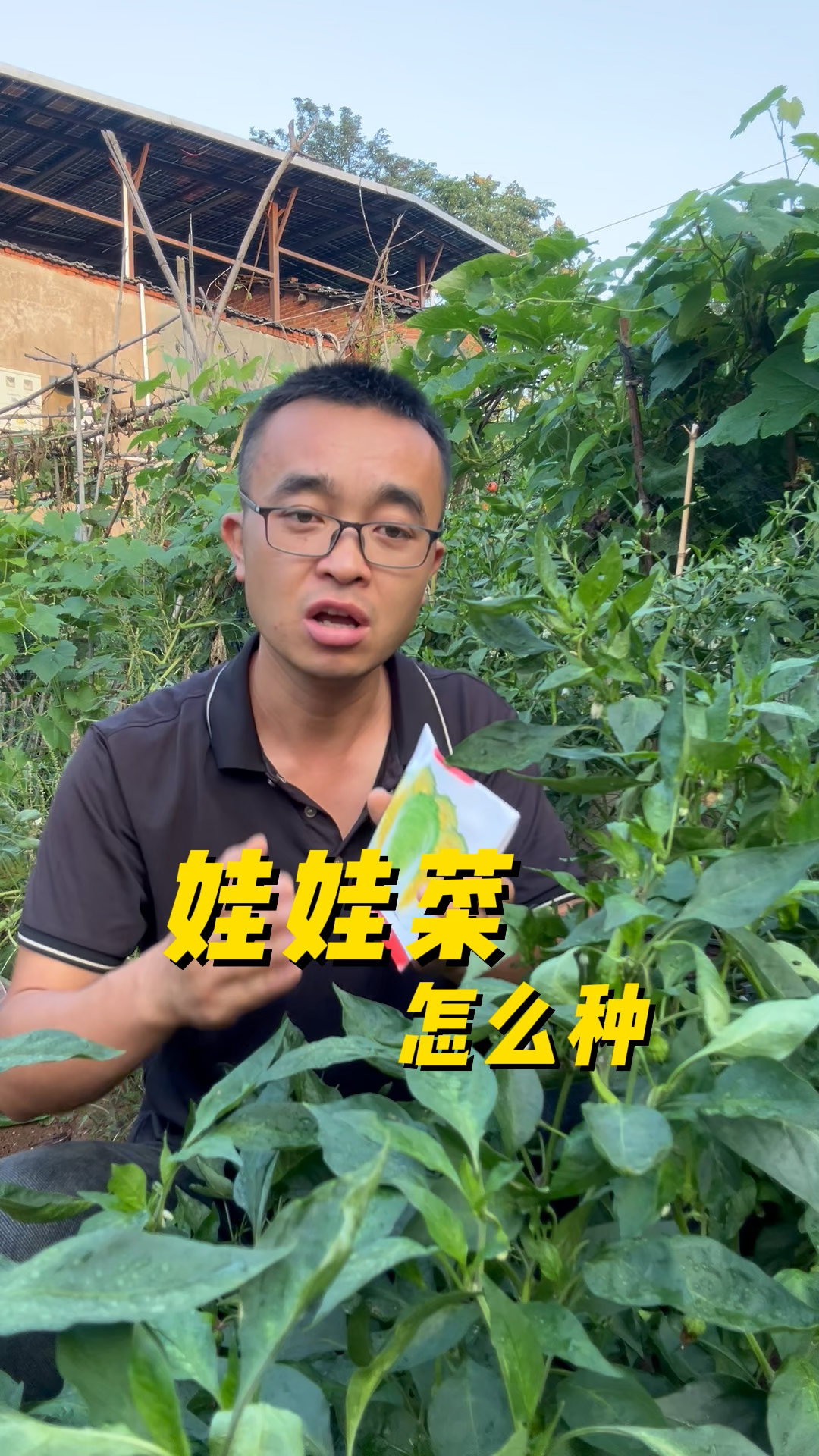 娃娃菜怎么种?什么时候种最好？