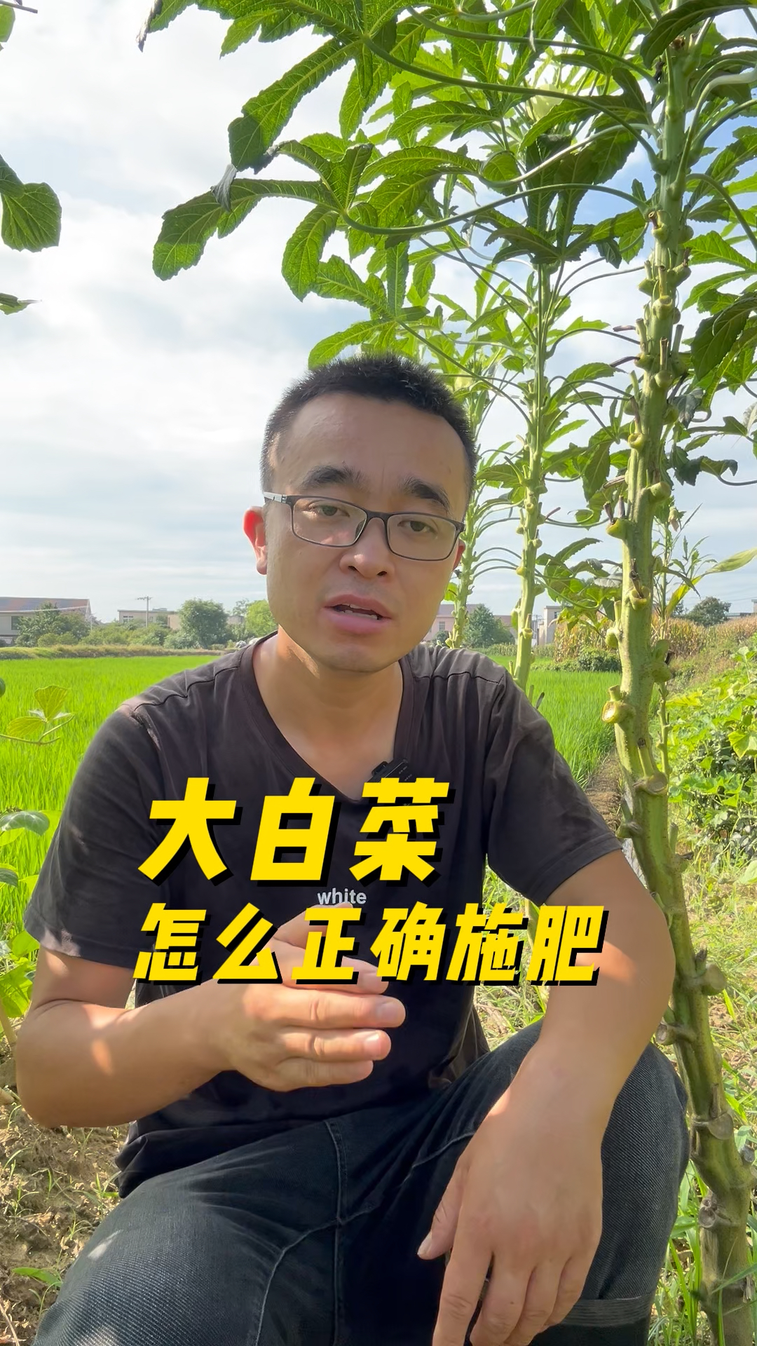 大白菜怎么正确施肥?才能生长旺盛,包心好?