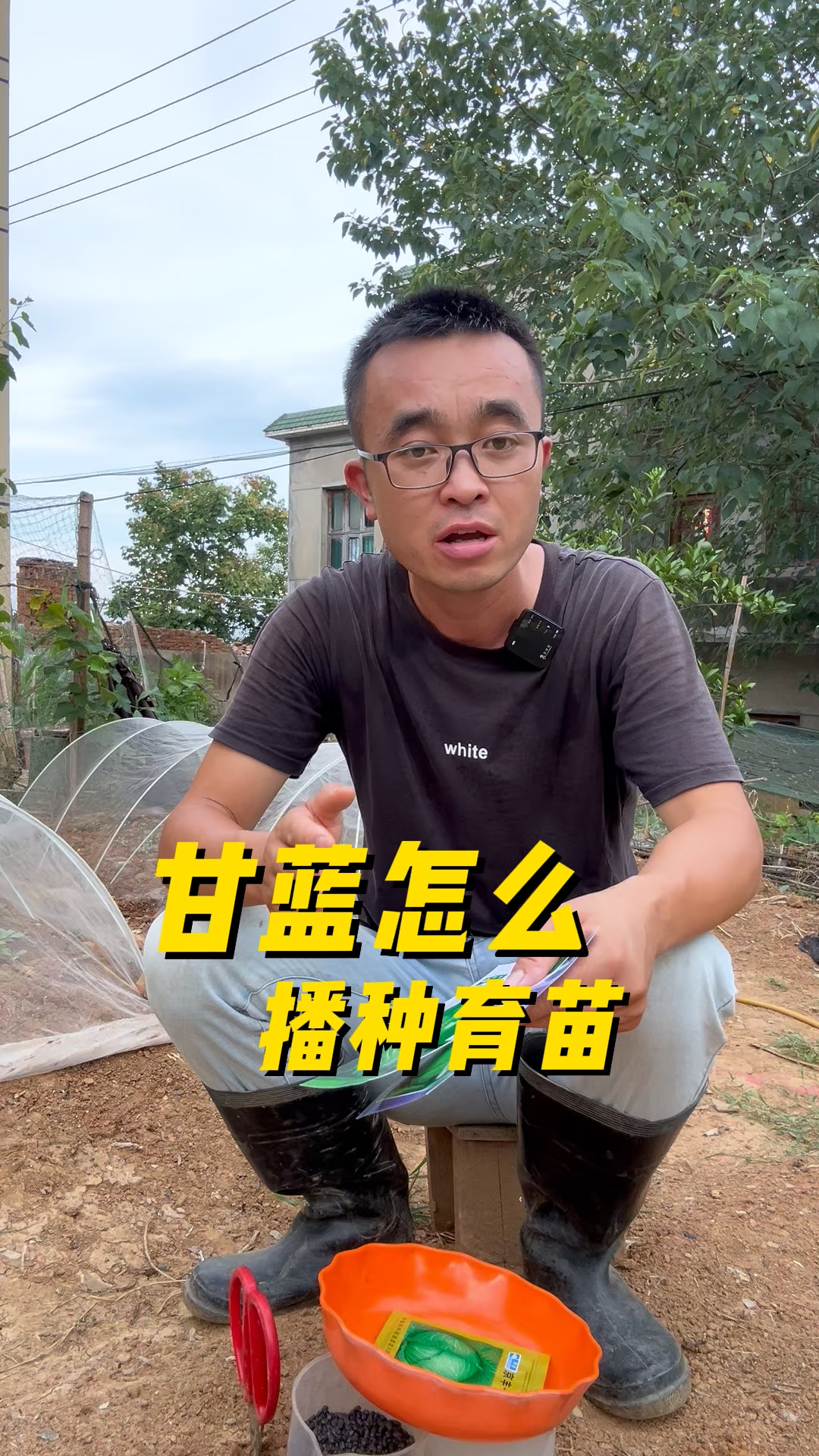 甘蓝怎么播种育苗?出苗快生长好?