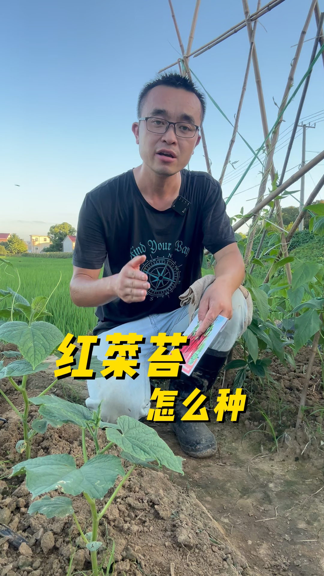 红菜苔怎么种?口感好,采摘周期长?