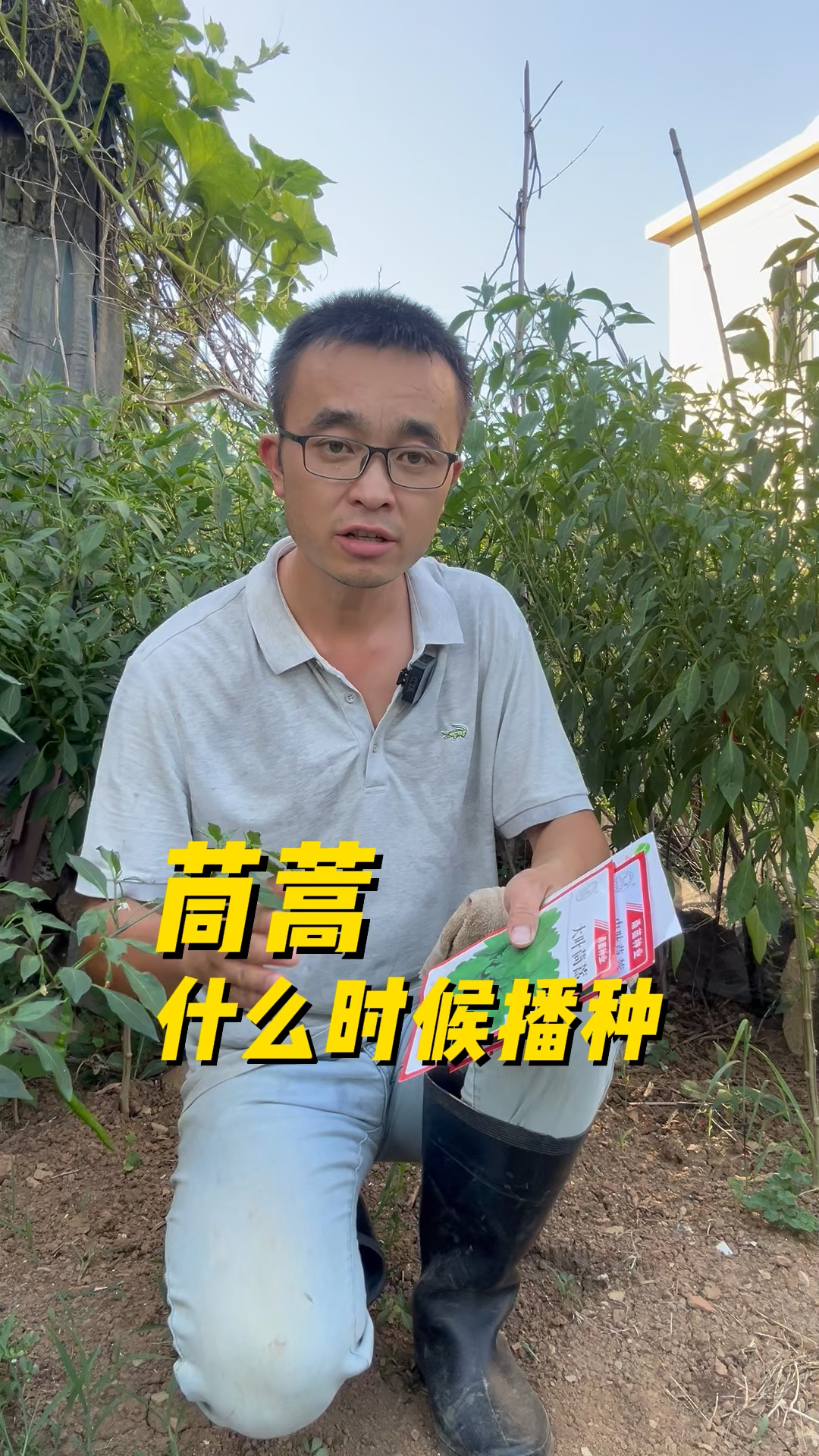 茼蒿怎么种?大叶茼蒿中叶茼蒿小叶茼蒿那种口感好?