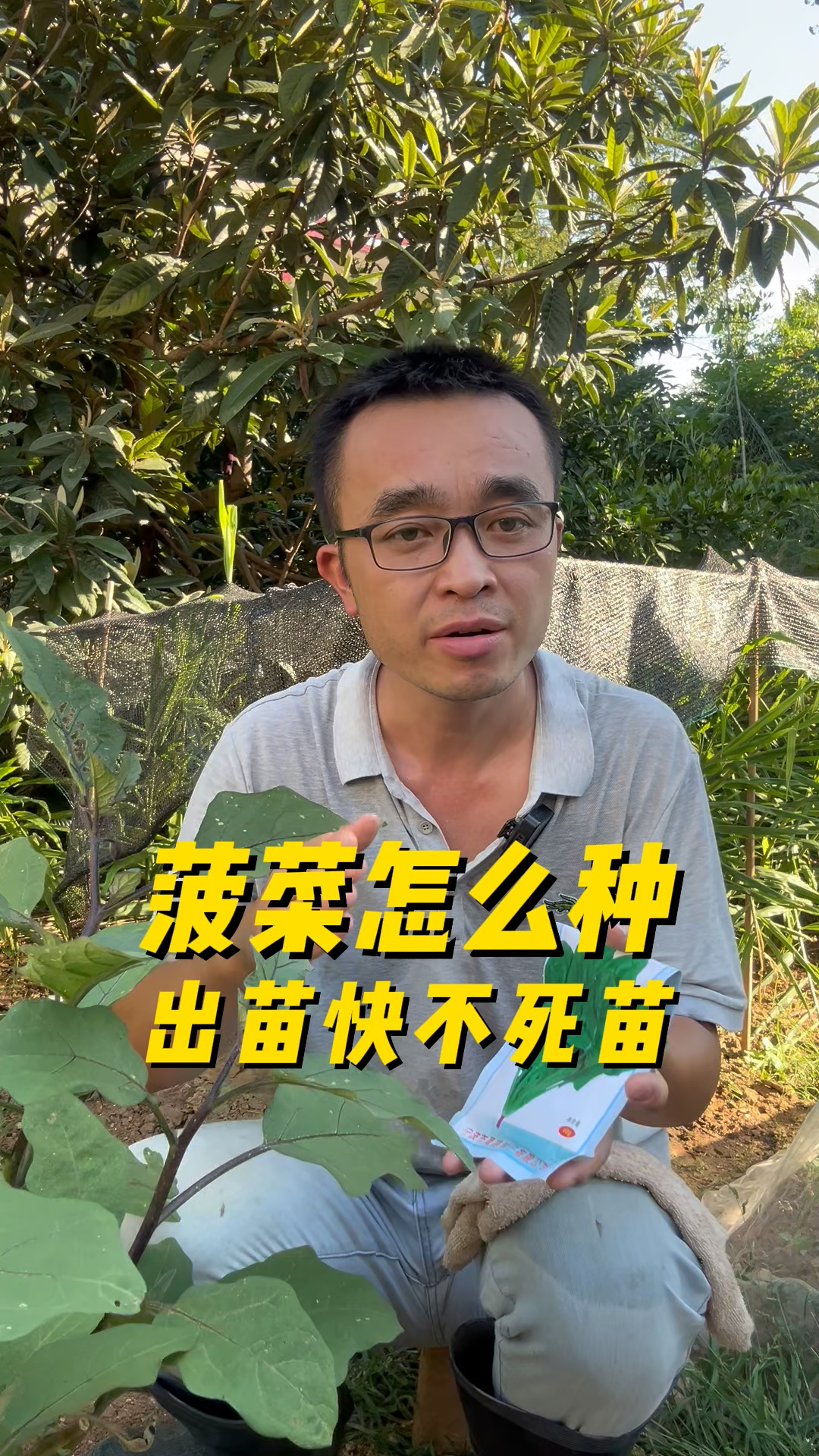 菠菜怎么播种出苗快?不死苗?