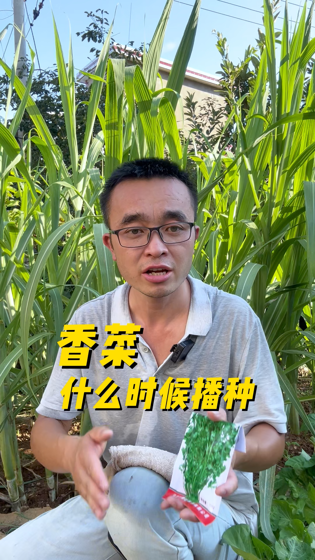 香菜什么时候播种?怎么播种?