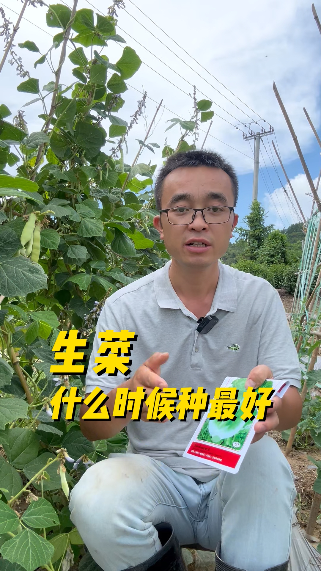 生菜什么时候种口感最好?没有苦味? 怎么种植生菜?