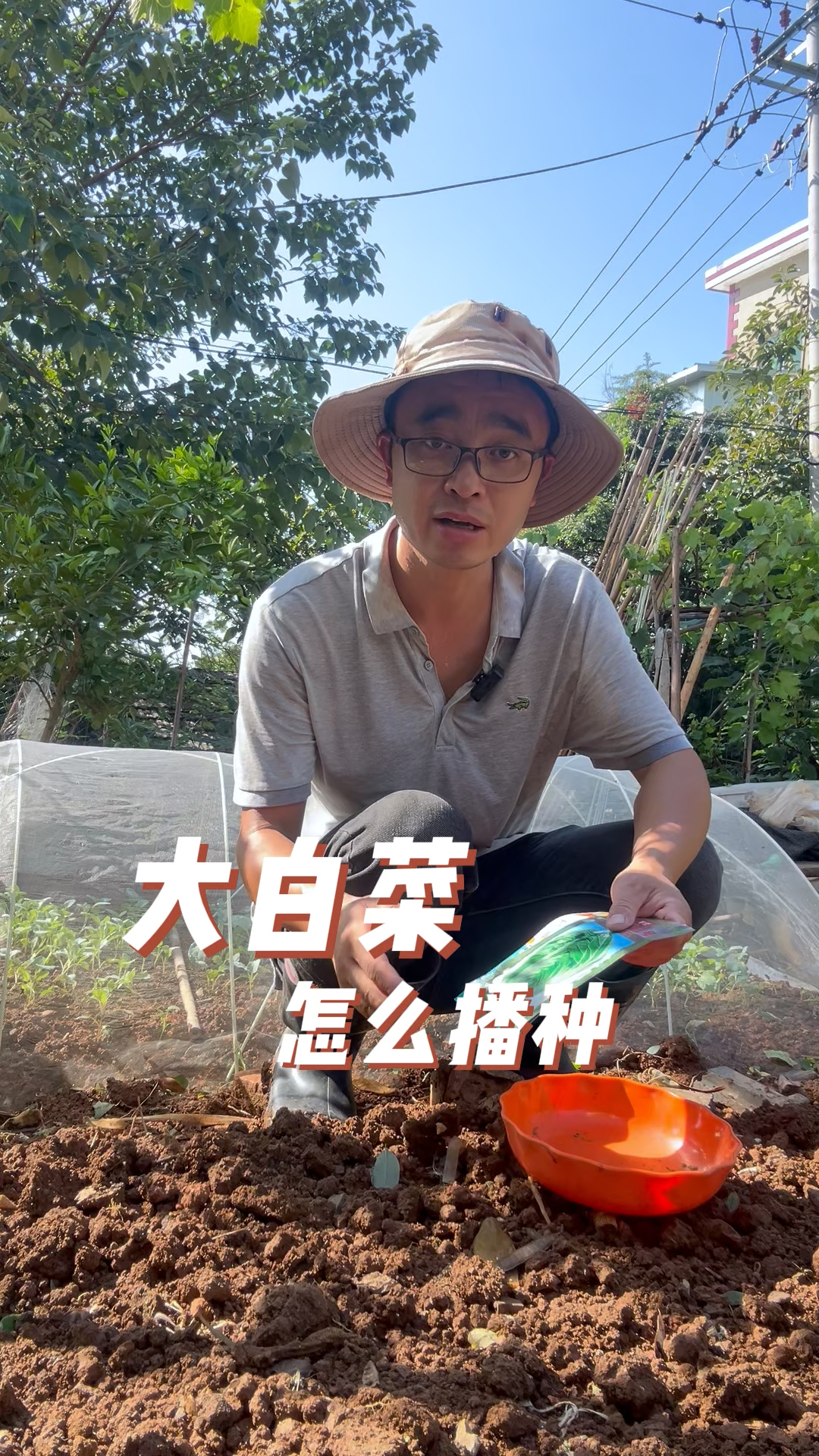 大白菜怎么播种?出苗快生长好?