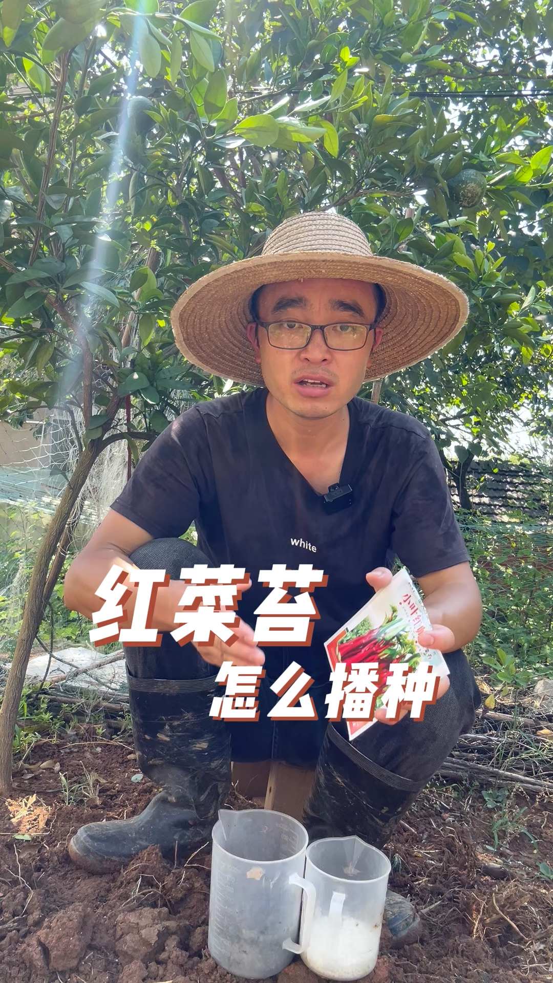 红菜苔怎么播种?生长快抽苔壮?