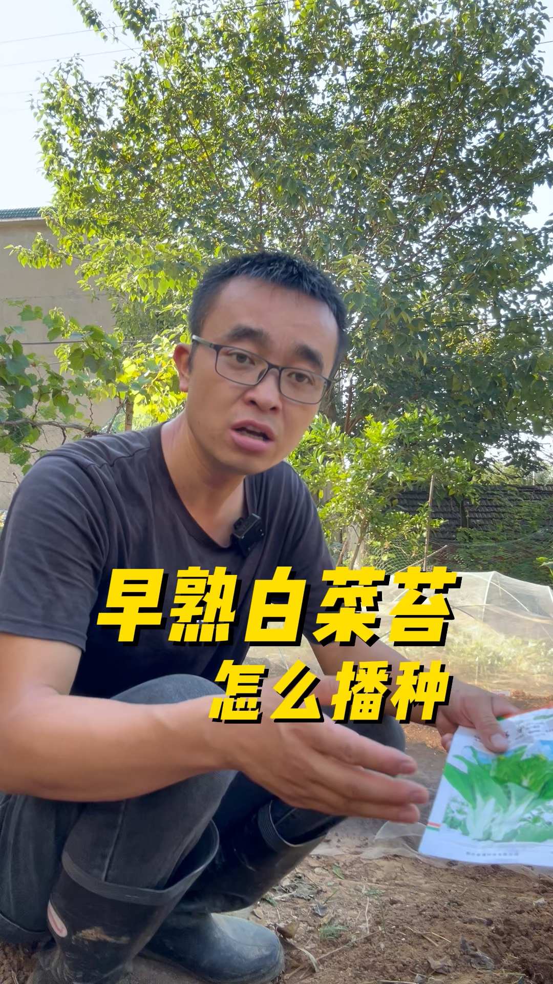 早熟白菜苔怎么播种?
