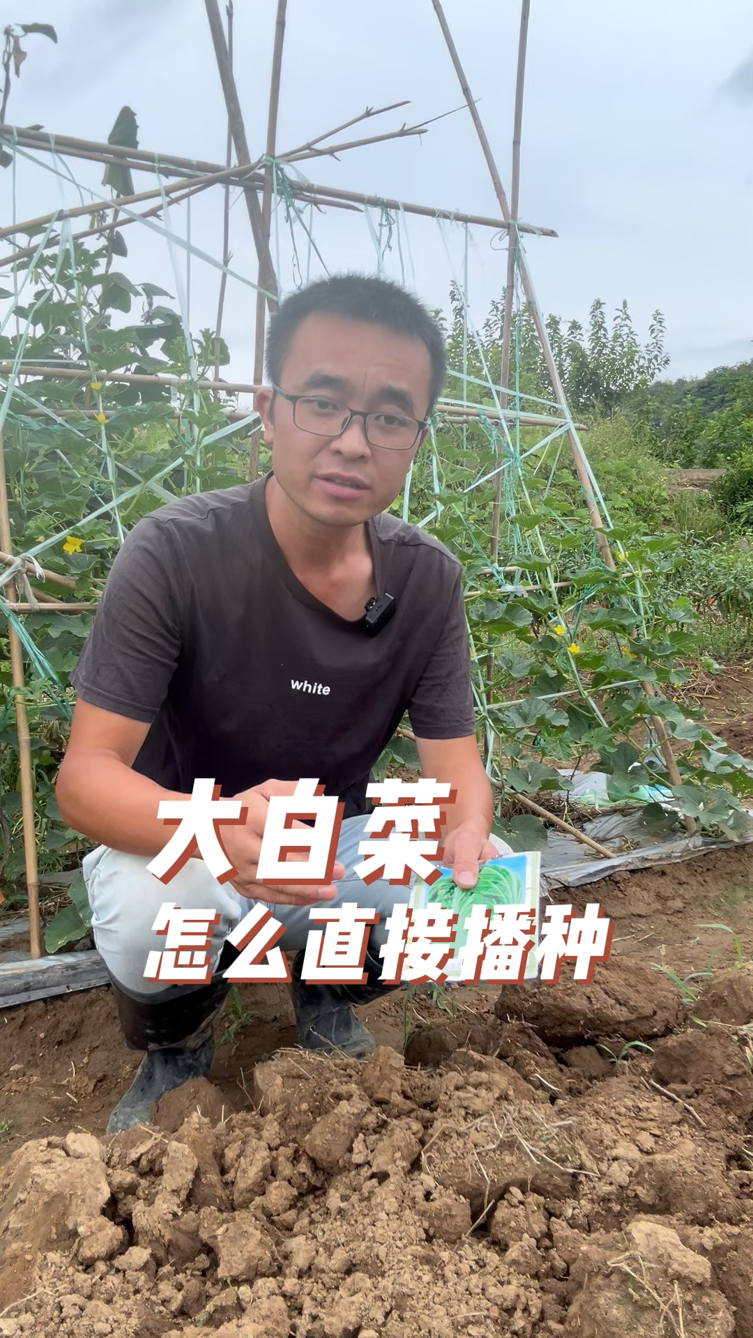 大白菜出苗后如何管理?