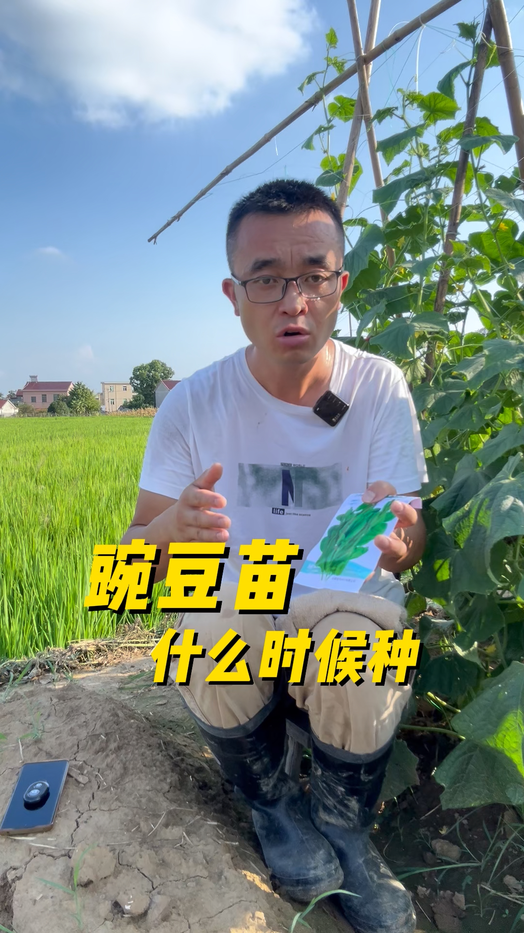 豌豆苗什么时候播种?豌豆苗怎么种?