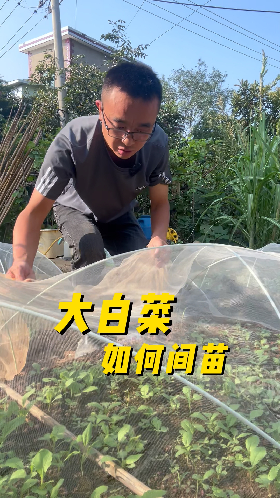 大白菜如何间苗?注意事项有哪些?