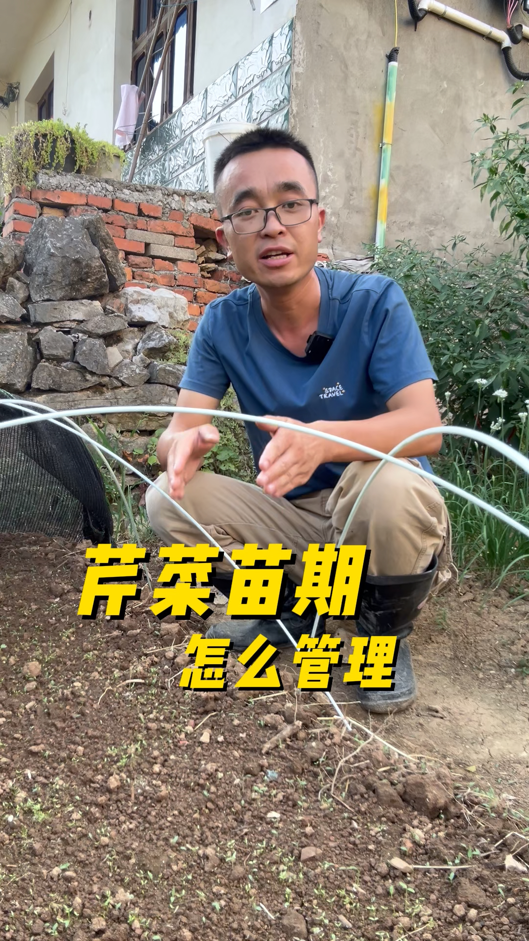 芹菜苗期如何管理?