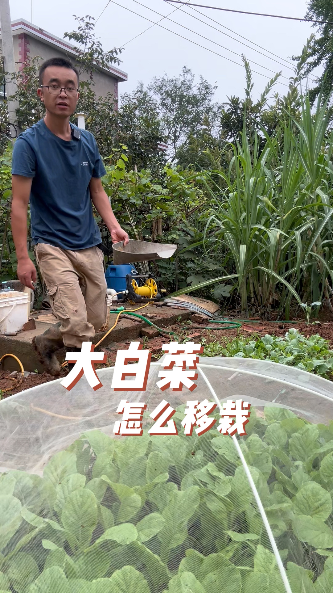 大白菜怎么移栽?生长快不死苗?