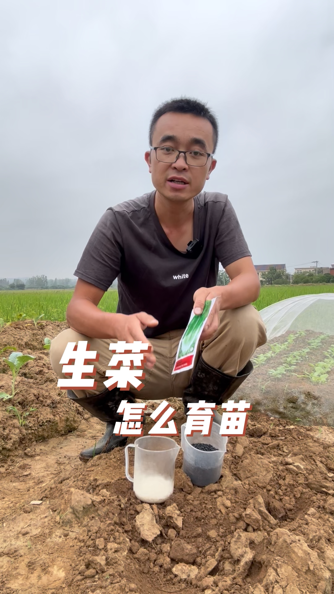 生菜怎么育苗?出苗快出苗好?