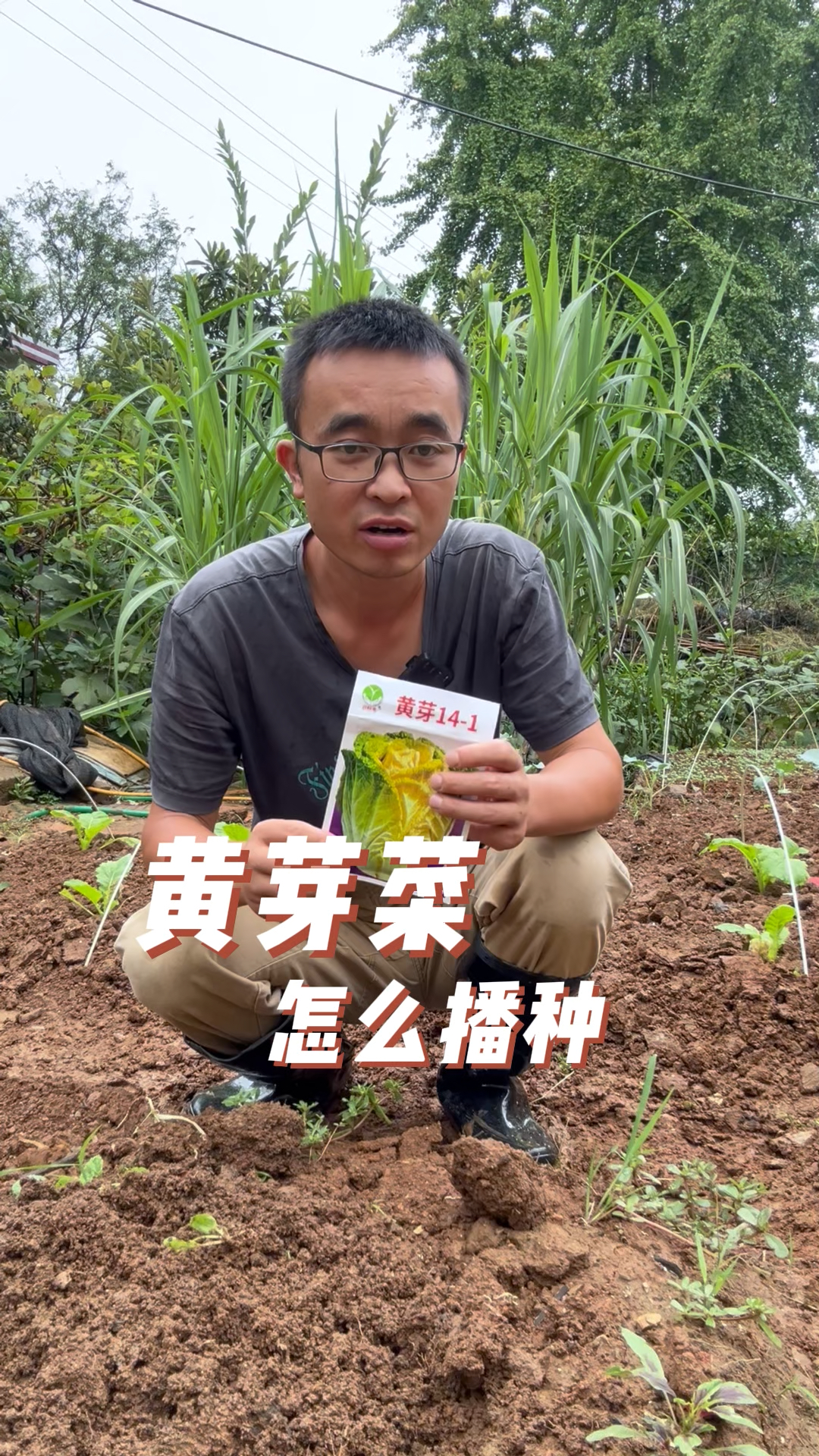 黄芽菜怎么播种出苗快生长好?