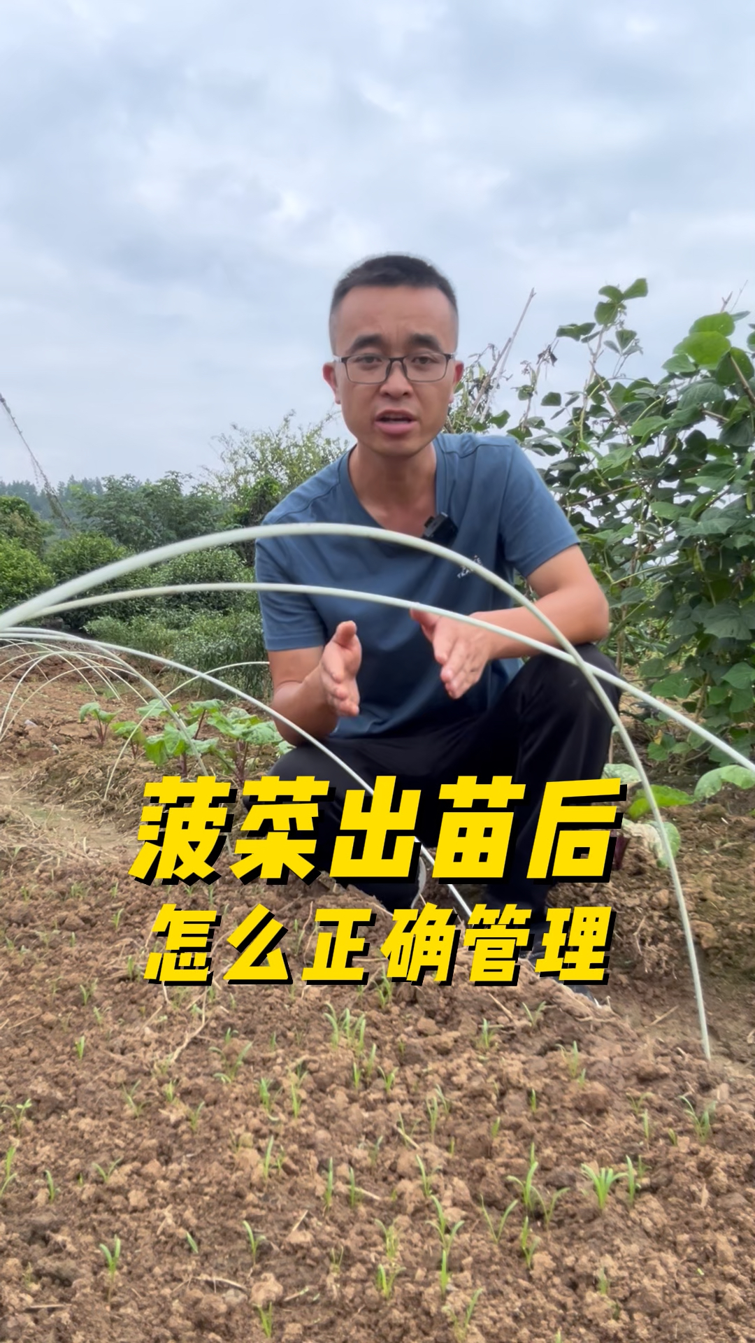 菠菜出苗后怎么正确管理?