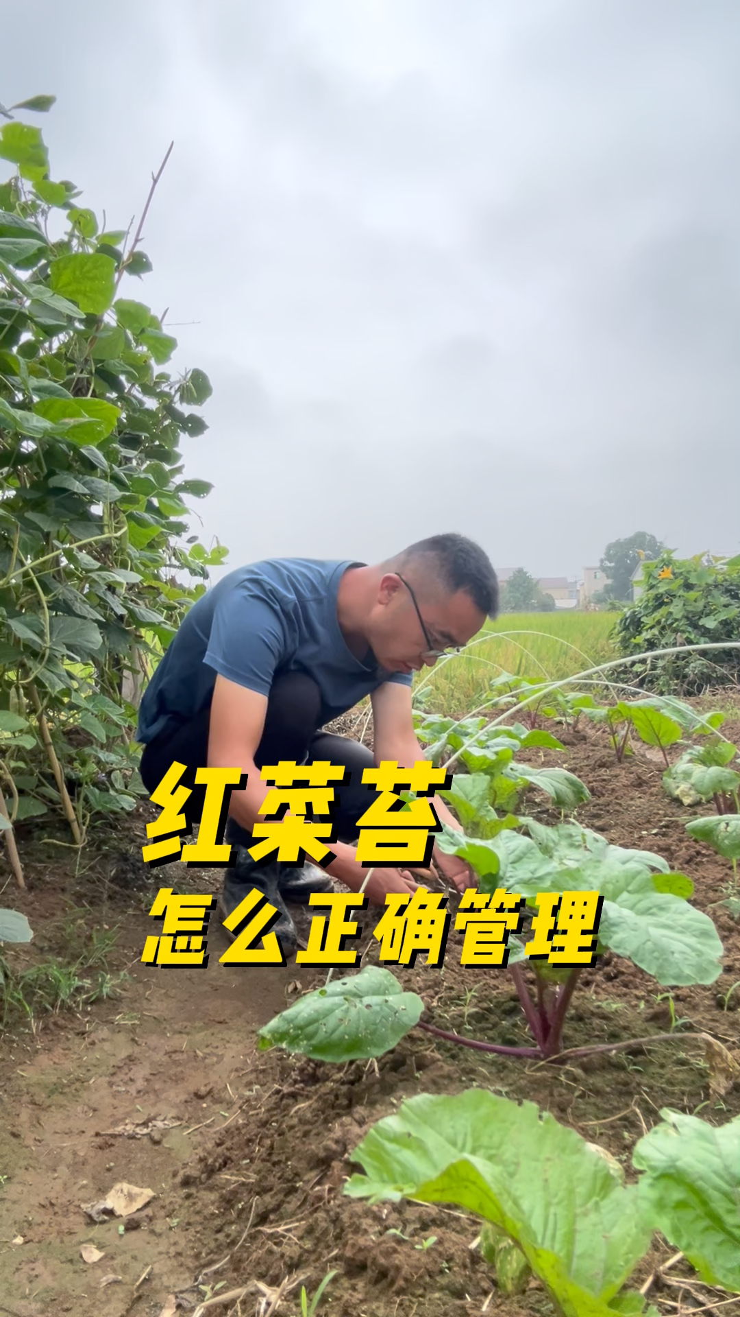 红菜苔怎么管理才能生长旺盛,抽苔壮?