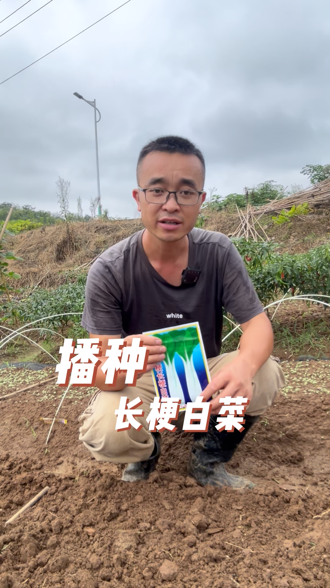 长梗白菜怎么播种育苗?#种菜小技巧
