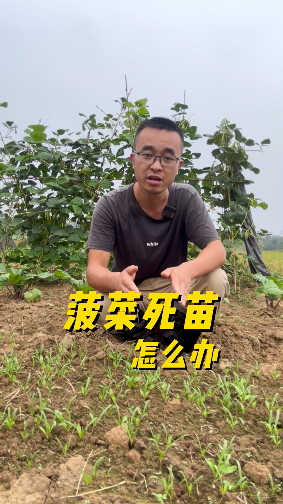 菠菜死苗怎么办?