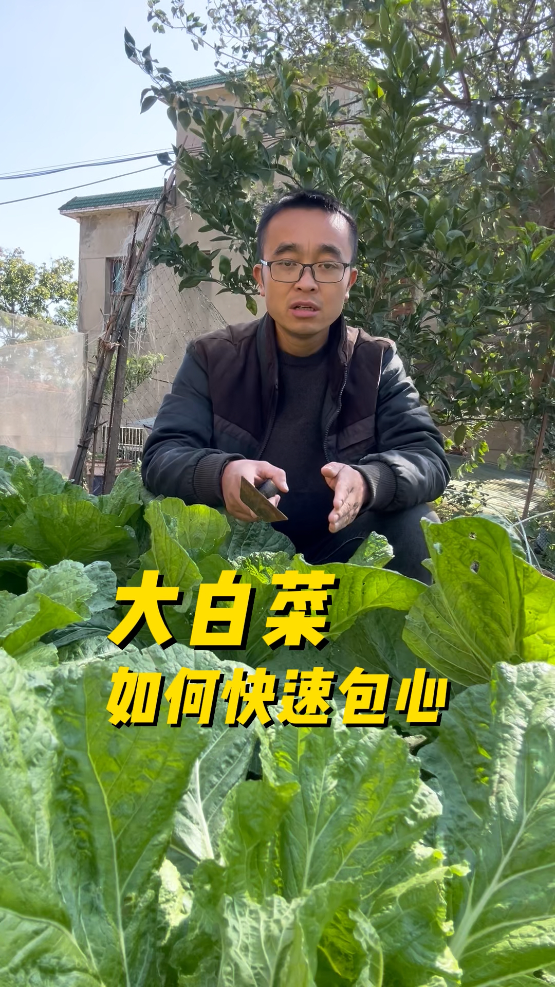 大白菜如何快速的包心?