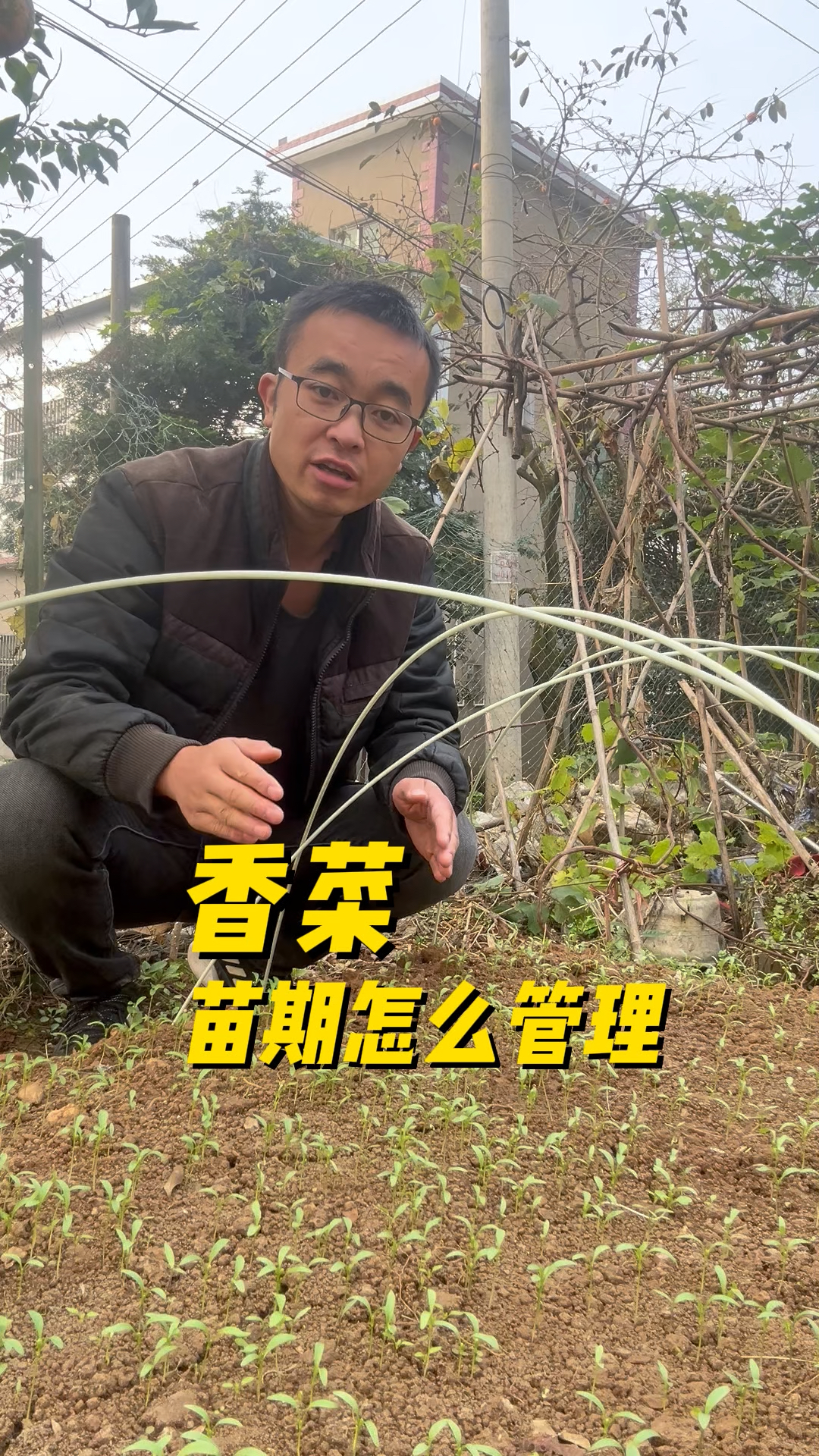 香菜苗期怎么管理?