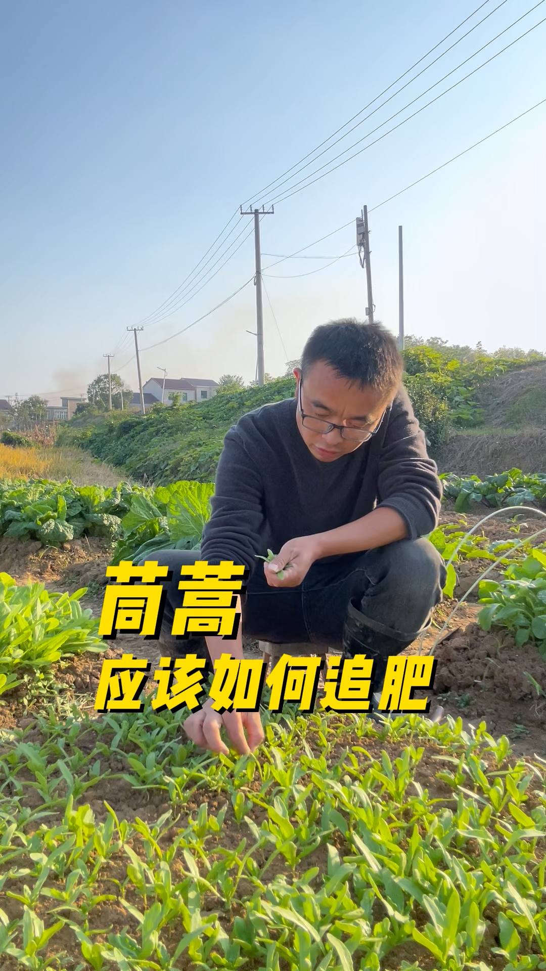 茼蒿应该如何追肥?