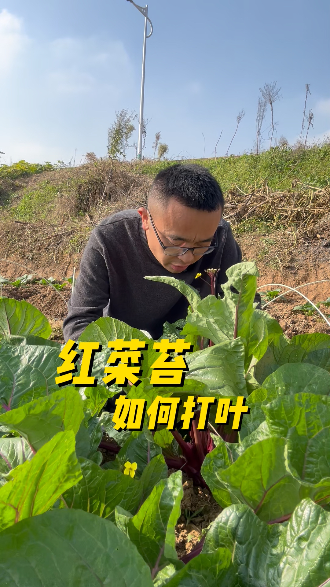 红菜苔如何打叶?