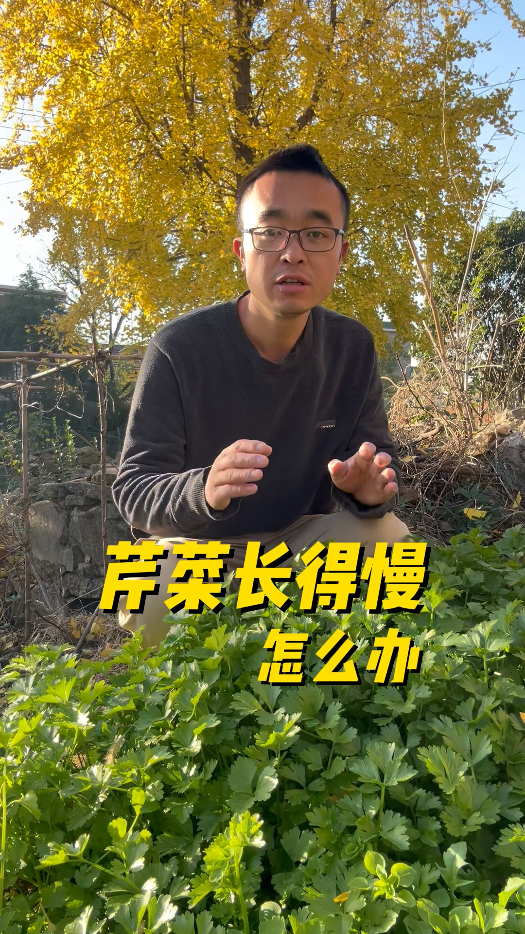 芹菜长得慢怎么办? 种植小技巧