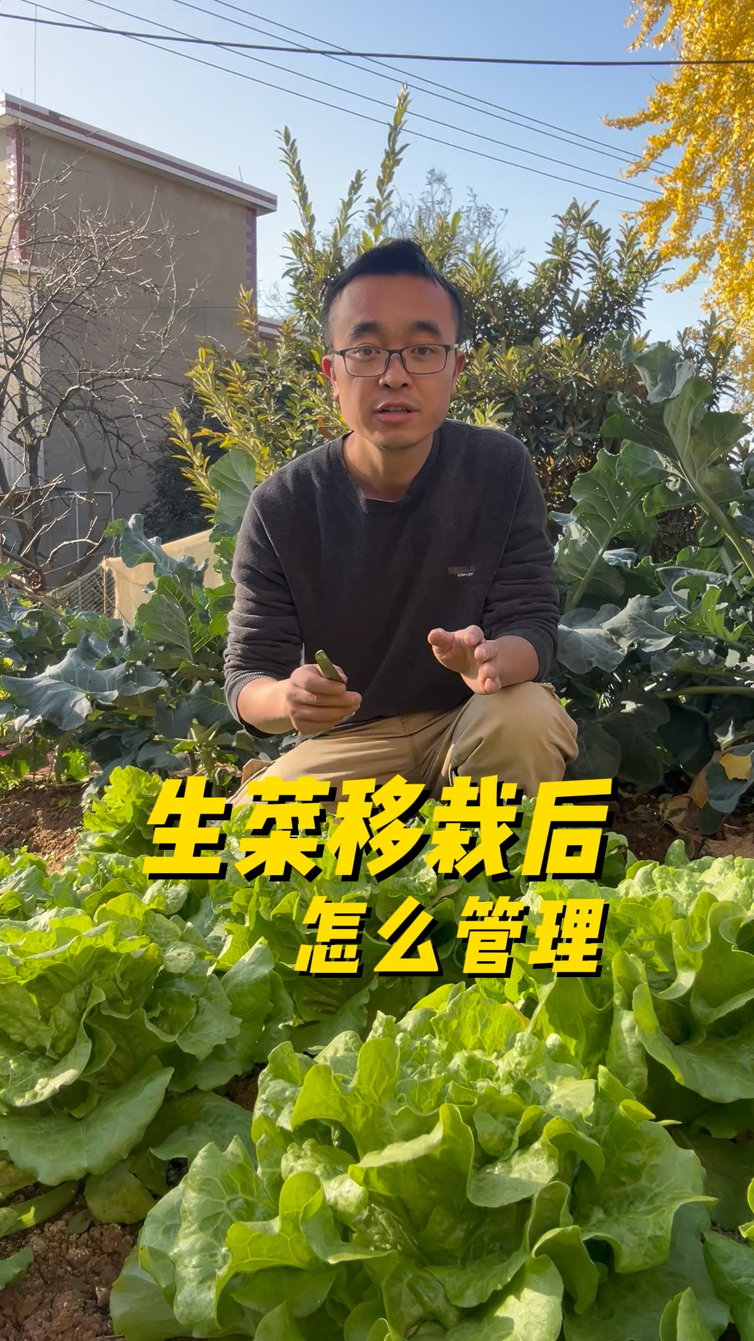 生菜移栽后怎么管理?生菜生长旺盛，口感嫩