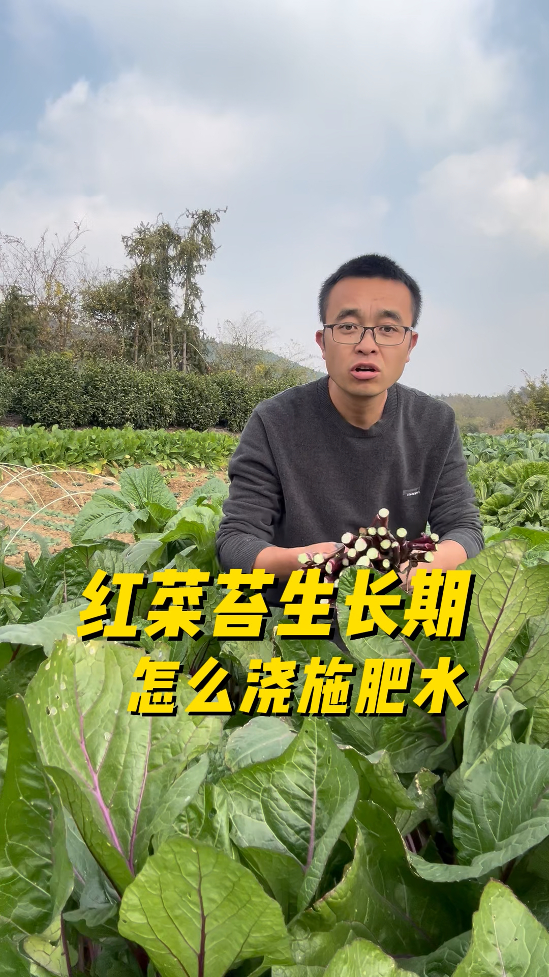 红菜苔生长期怎么浇施肥水?才能抽苔多?