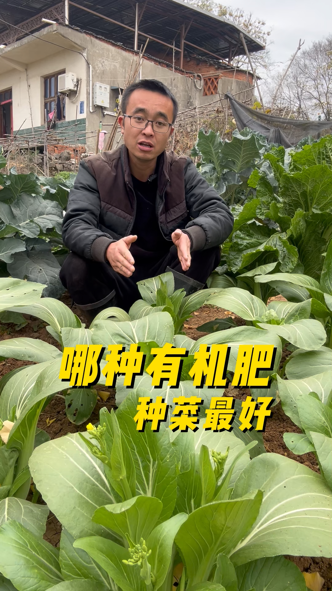 那种有机肥种菜最好吃? #种菜小技巧